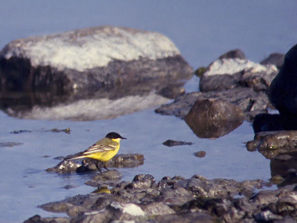 Keltavästäräkki, Yellow Wagtail, Motacilla flava